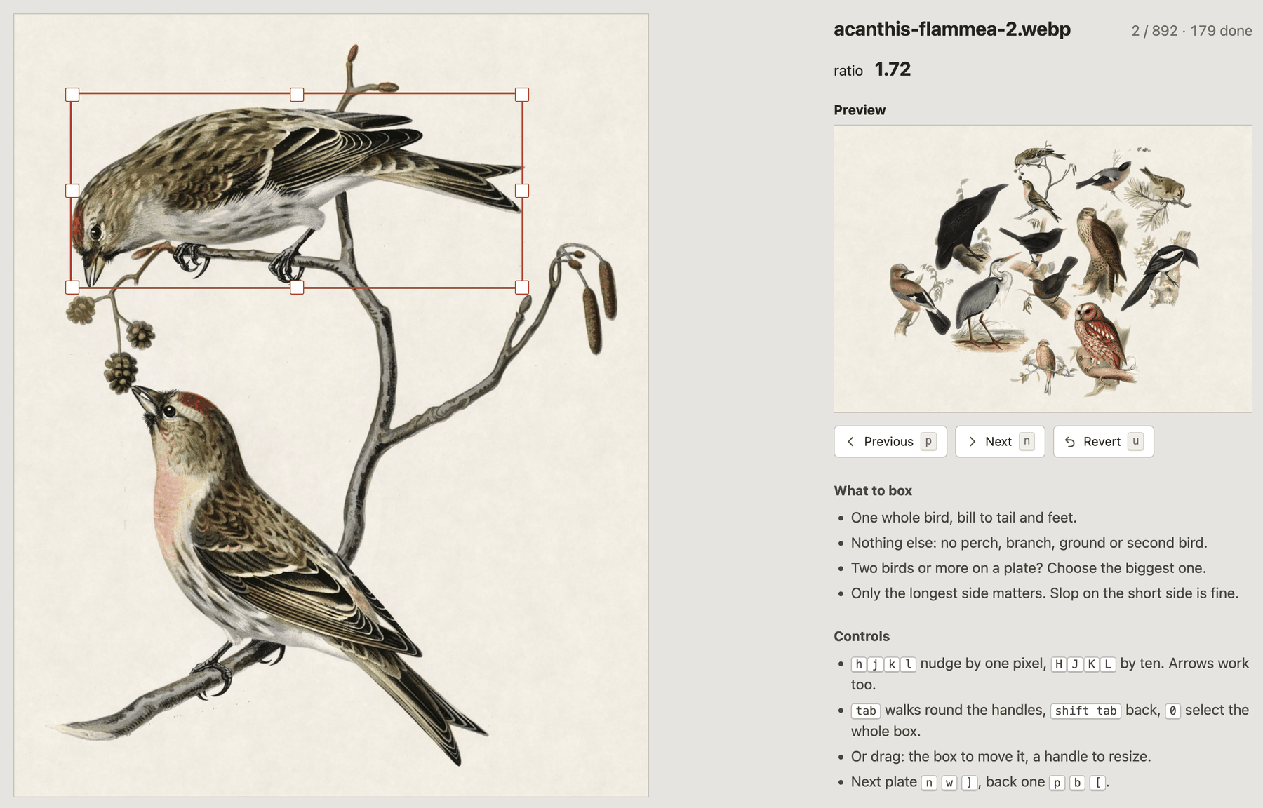 The box editor, with the box drawn round the upper redpoll