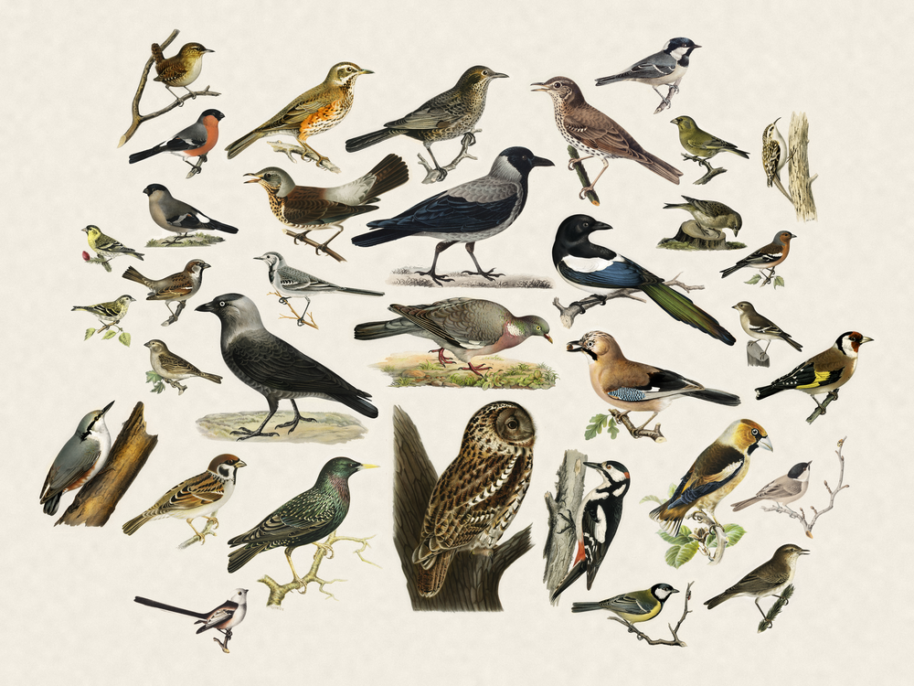 Many garden birds