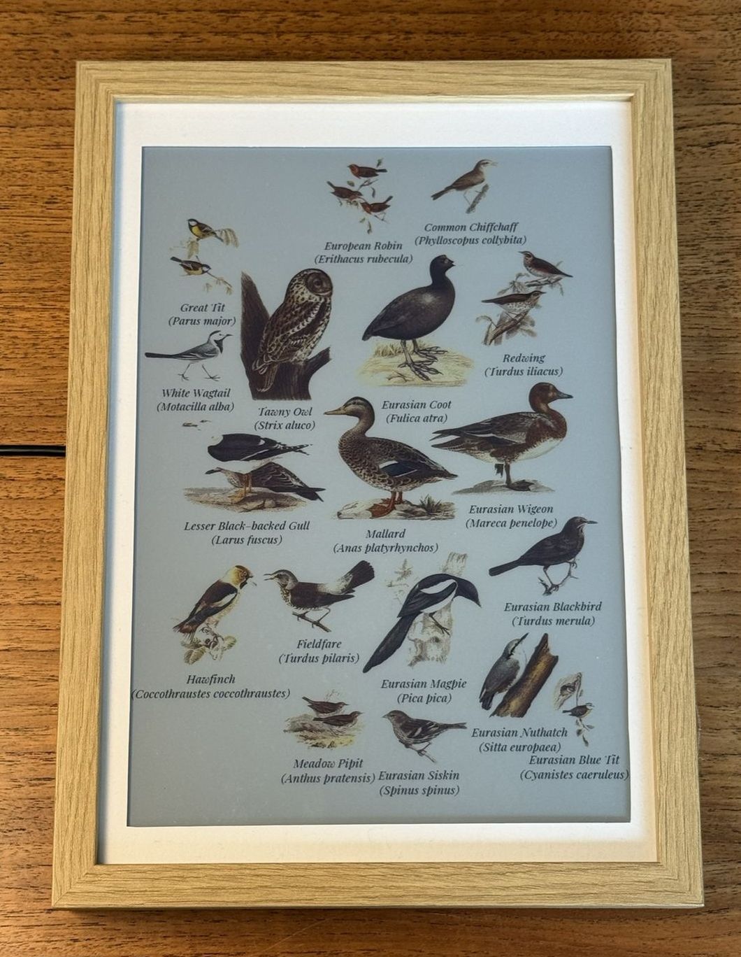 Collage of the birds heard recently
