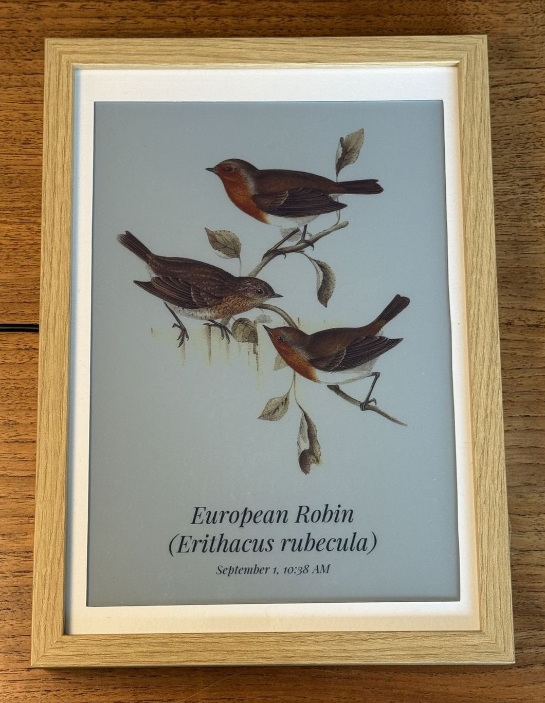A European Robin, the last bird heard