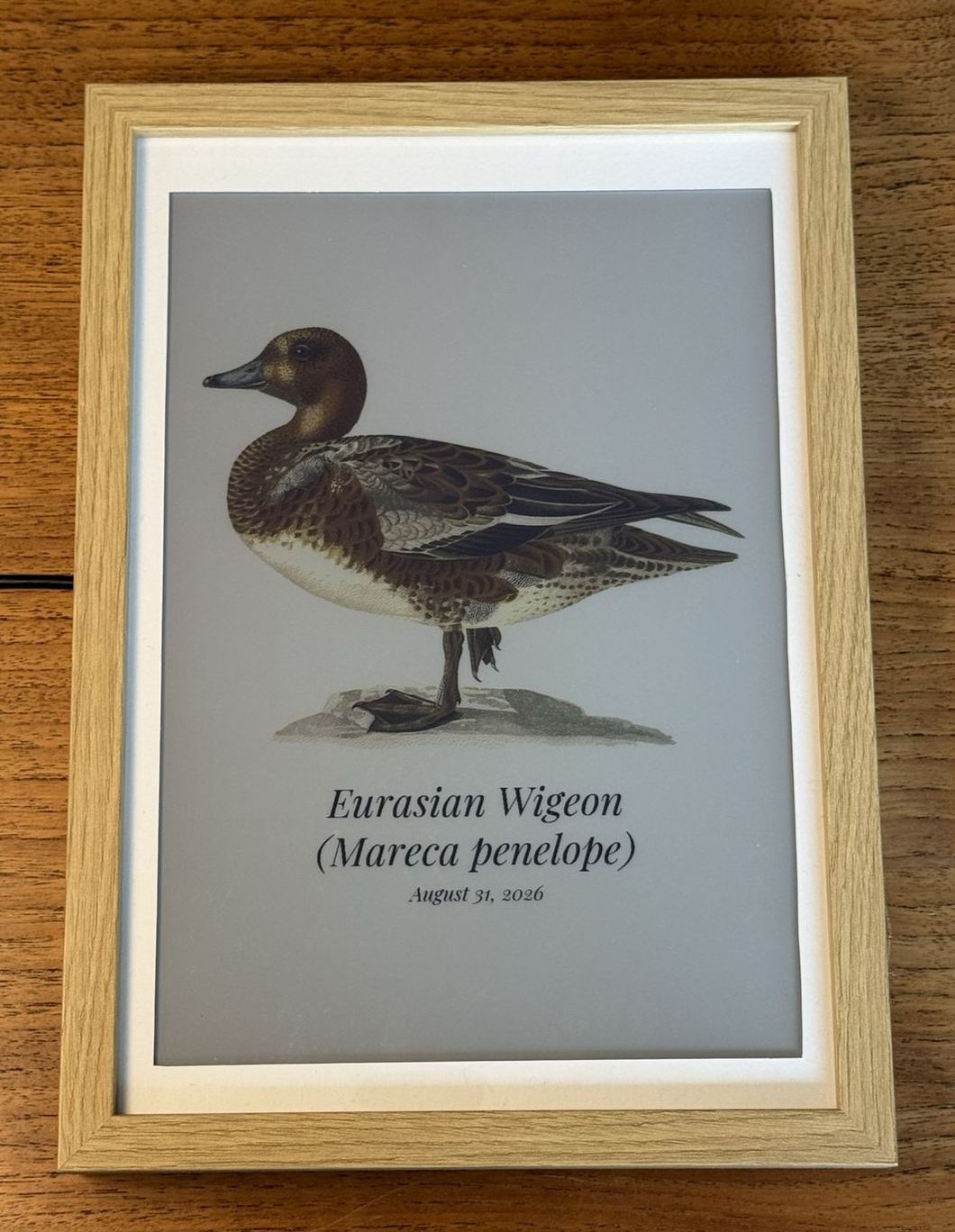 A Eurasian Wigeon, the most recent new arrival