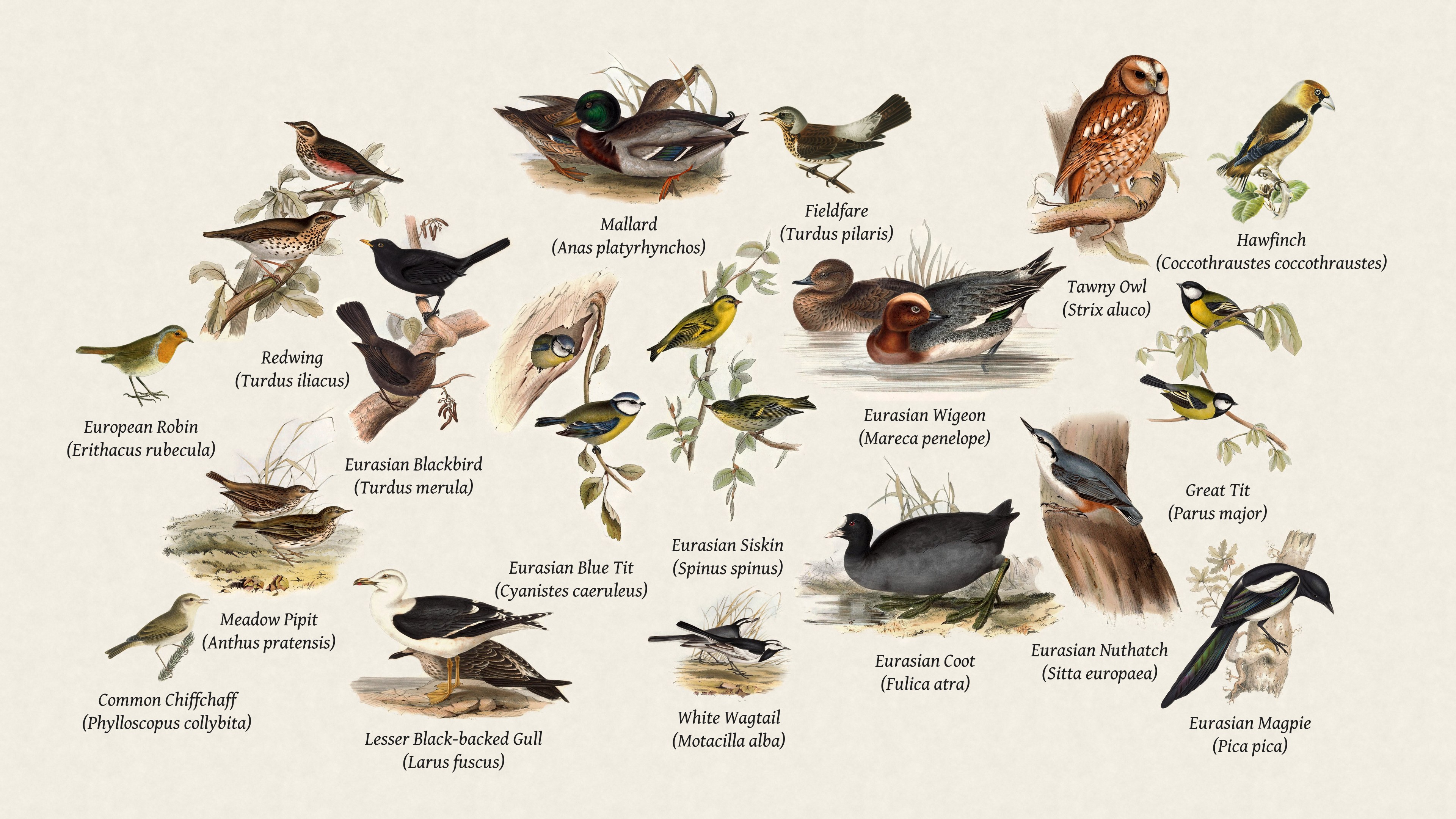 The same birds with English and scientific names underneath