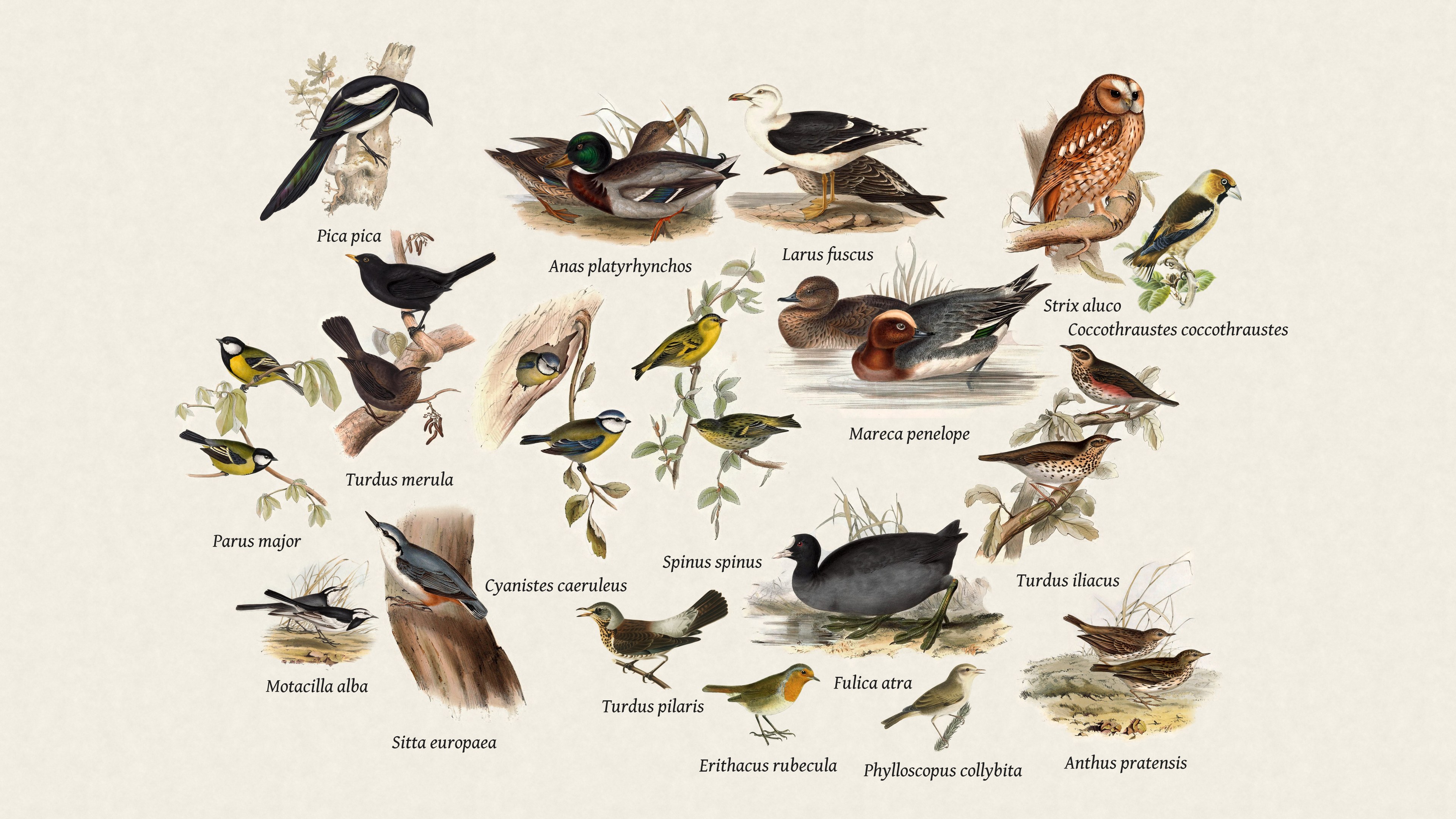 The same birds with their scientific names underneath