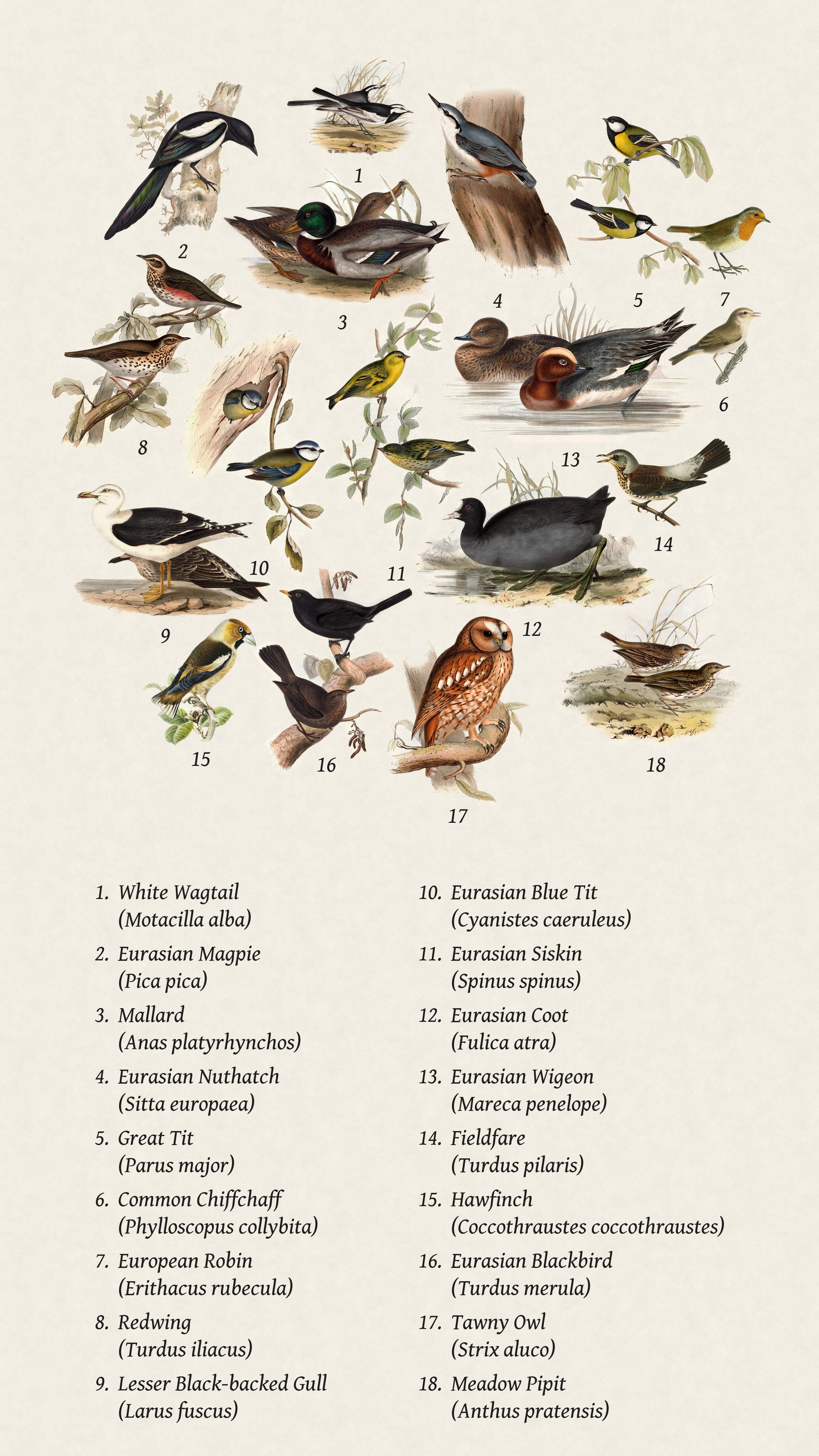 The same birds numbered, with the names listed below