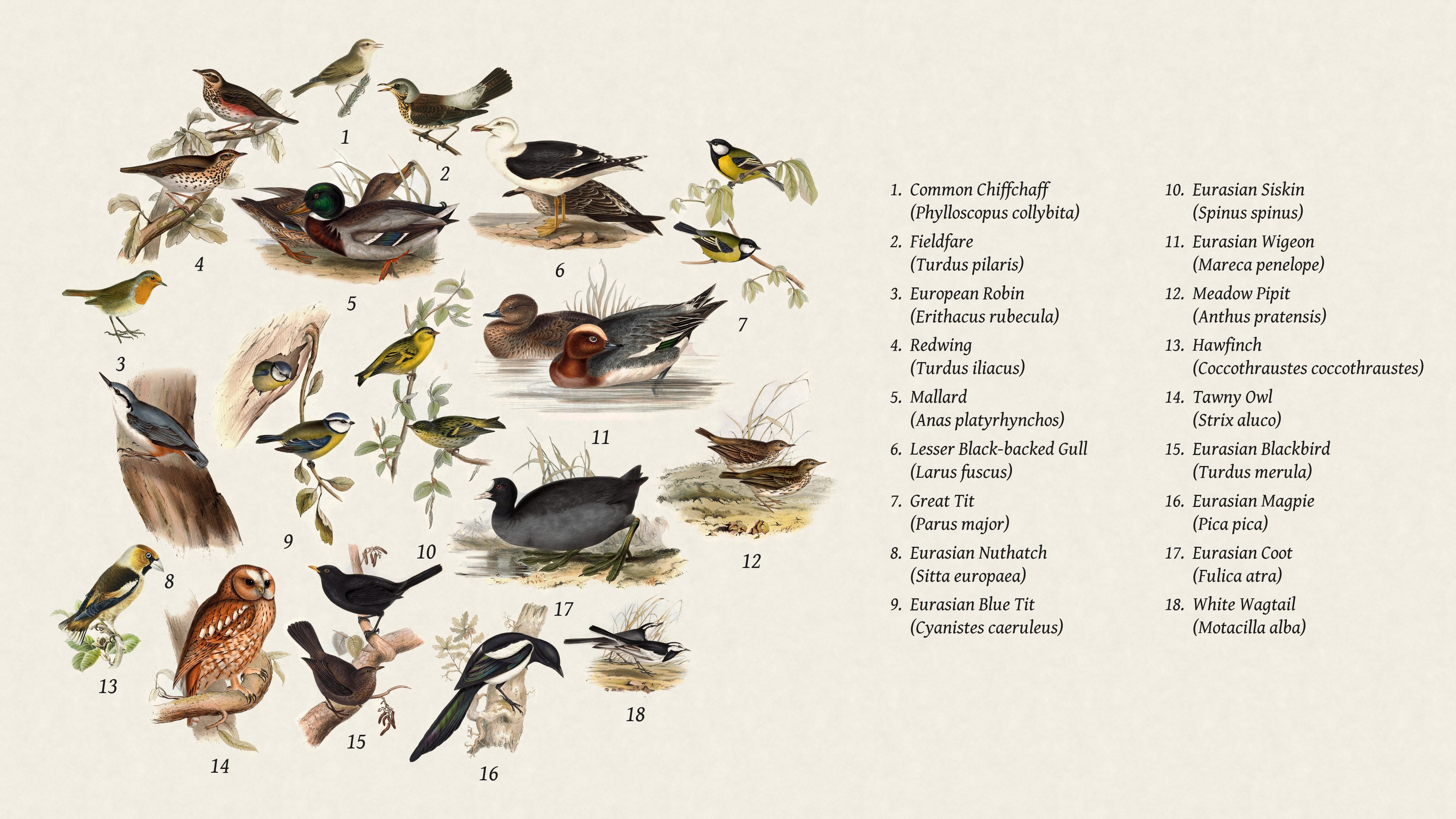 The same birds numbered, with English and scientific names listed on the right