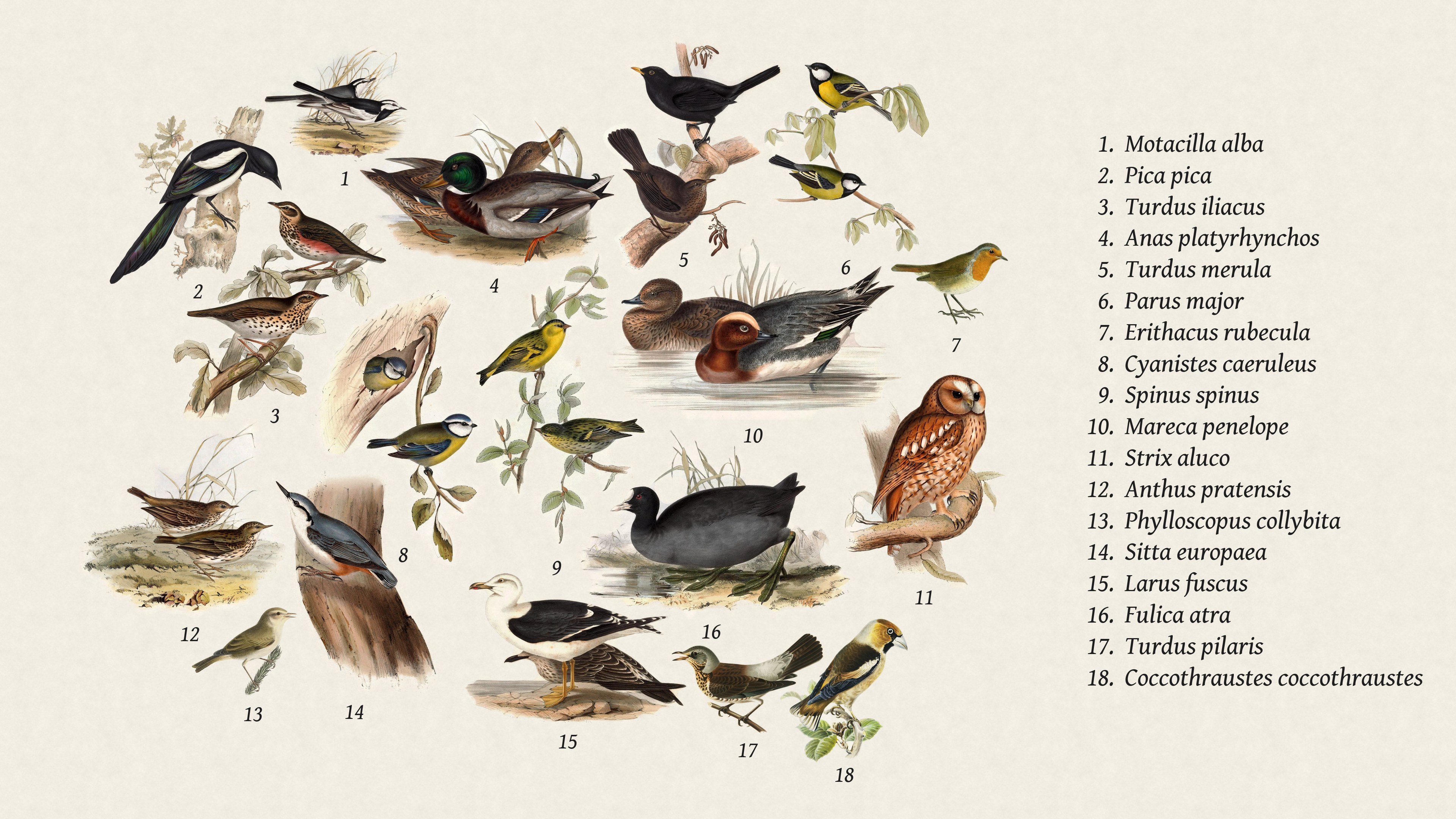 The same birds numbered, with the names listed on the right