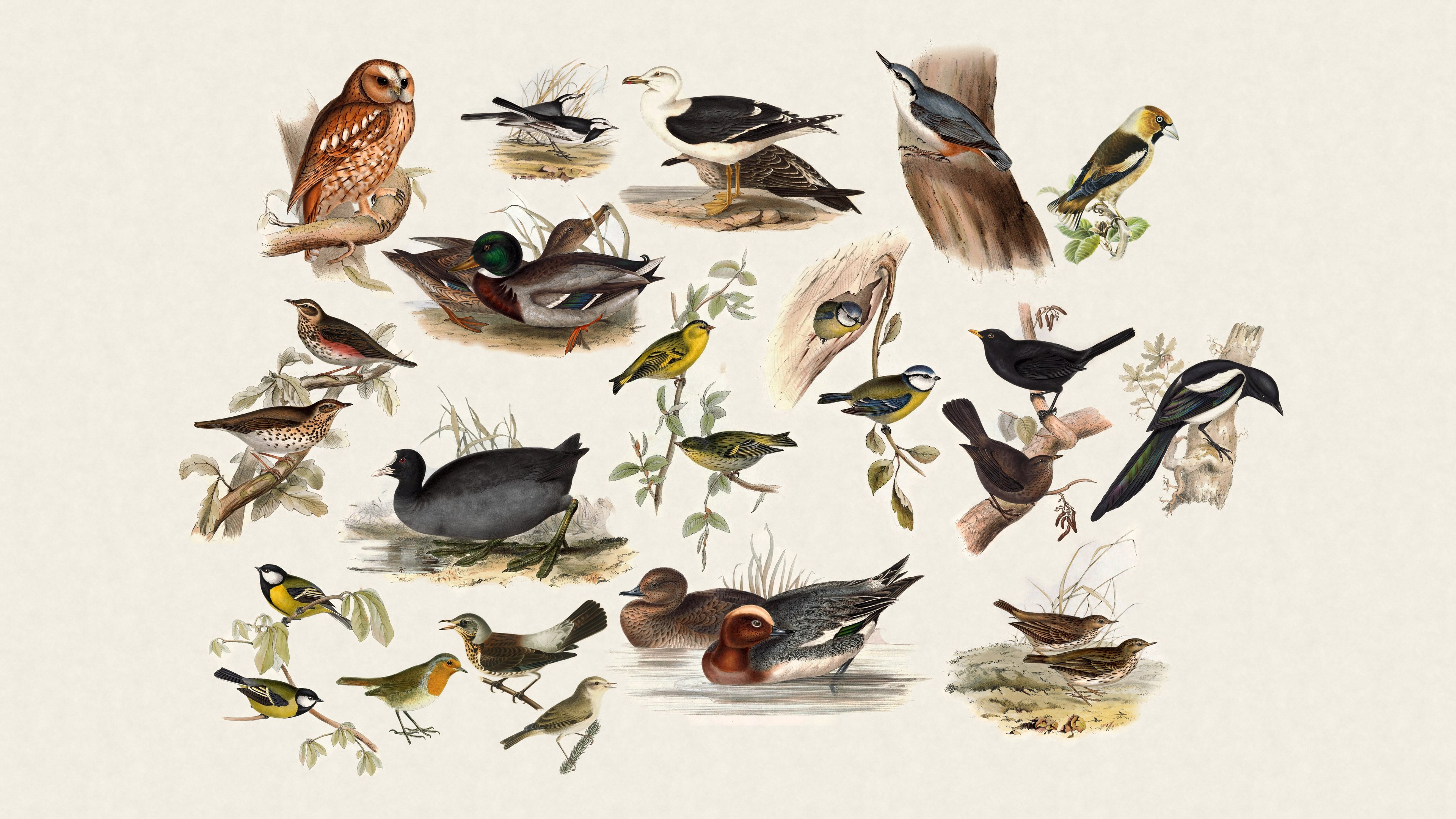Garden birds with no names