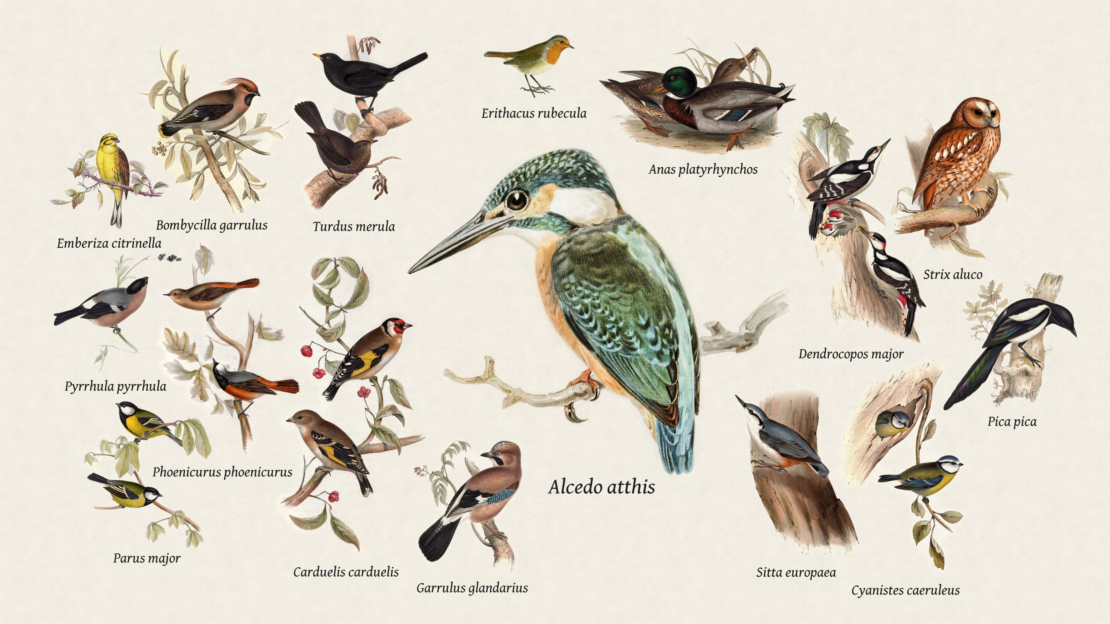 A large Common Kingfisher in the middle of the collage